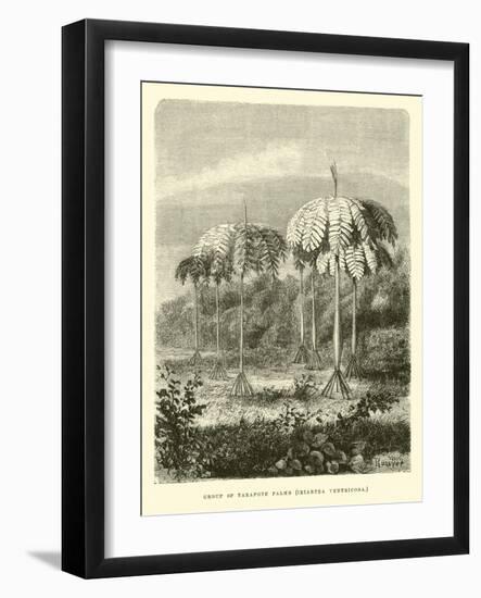 Group of Tarapote Palms, Iriartea Ventricosa-Édouard Riou-Framed Giclee Print