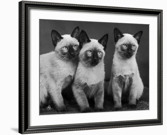 Group of Three Sweet Siamese Kittens Sitting Together-Thomas Fall-Framed Photographic Print