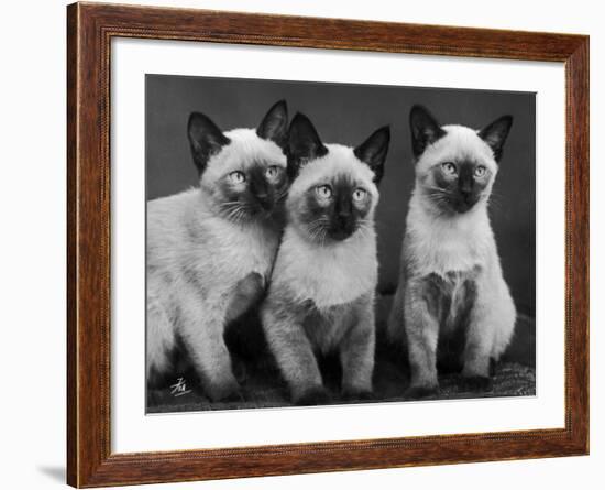 Group of Three Sweet Siamese Kittens Sitting Together-Thomas Fall-Framed Photographic Print