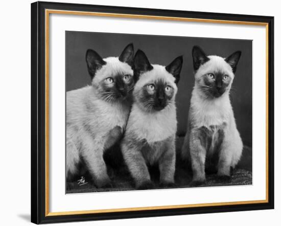 Group of Three Sweet Siamese Kittens Sitting Together-Thomas Fall-Framed Photographic Print