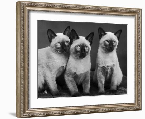 Group of Three Sweet Siamese Kittens Sitting Together-Thomas Fall-Framed Photographic Print