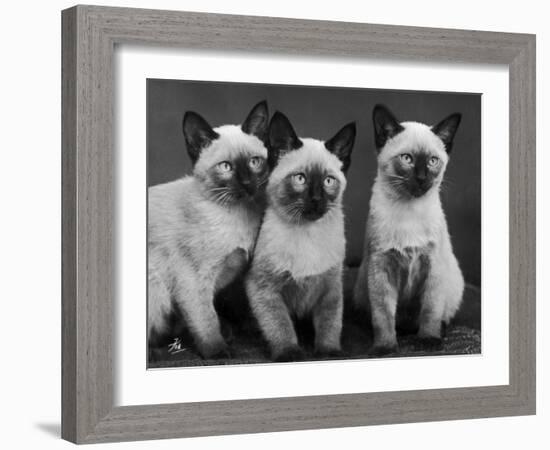 Group of Three Sweet Siamese Kittens Sitting Together-Thomas Fall-Framed Photographic Print