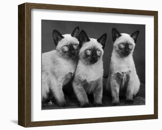 Group of Three Sweet Siamese Kittens Sitting Together-Thomas Fall-Framed Photographic Print