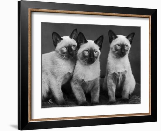 Group of Three Sweet Siamese Kittens Sitting Together-Thomas Fall-Framed Photographic Print