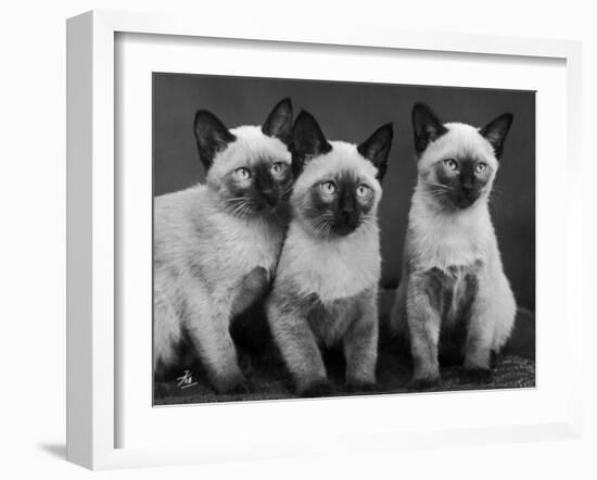 Group of Three Sweet Siamese Kittens Sitting Together-Thomas Fall-Framed Photographic Print