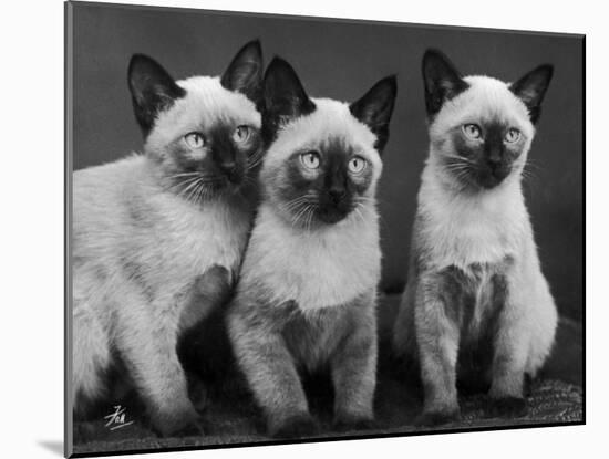 Group of Three Sweet Siamese Kittens Sitting Together-Thomas Fall-Mounted Photographic Print