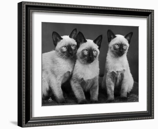 Group of Three Sweet Siamese Kittens Sitting Together-Thomas Fall-Framed Photographic Print