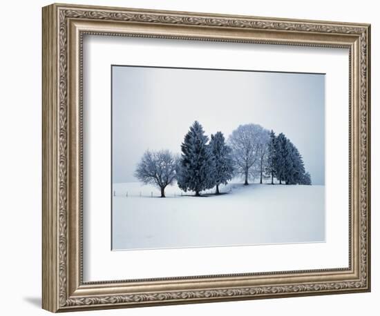 Group of trees in winter-Herbert Kehrer-Framed Photographic Print