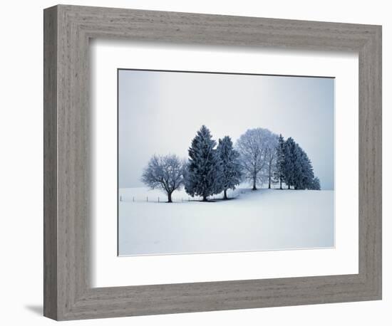 Group of trees in winter-Herbert Kehrer-Framed Photographic Print