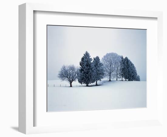 Group of trees in winter-Herbert Kehrer-Framed Photographic Print