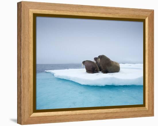 Group of Walrus on ice-Paul Souders-Framed Premier Image Canvas