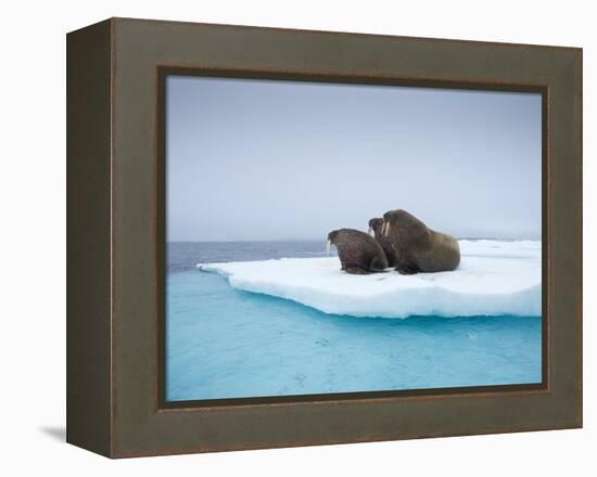 Group of Walrus on ice-Paul Souders-Framed Premier Image Canvas