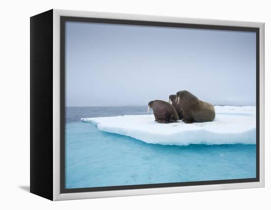 Group of Walrus on ice-Paul Souders-Framed Premier Image Canvas