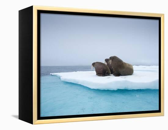 Group of Walrus on ice-Paul Souders-Framed Premier Image Canvas