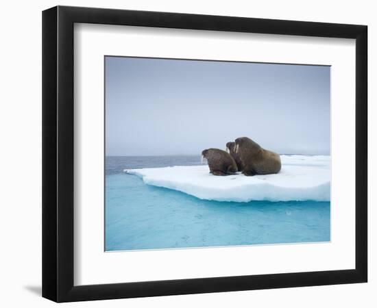 Group of Walrus on ice-Paul Souders-Framed Photographic Print