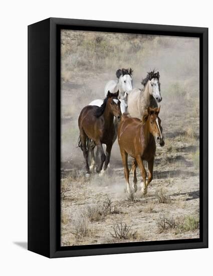 Group of Wild Horses, Cantering Across Sagebrush-Steppe, Adobe Town, Wyoming, USA-Carol Walker-Framed Premier Image Canvas