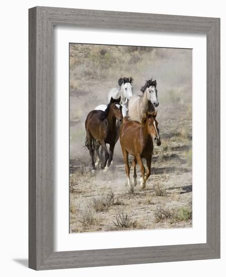 Group of Wild Horses, Cantering Across Sagebrush-Steppe, Adobe Town, Wyoming, USA-Carol Walker-Framed Photographic Print