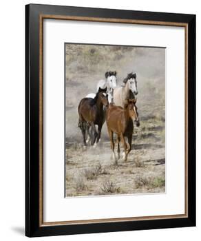 Group of Wild Horses, Cantering Across Sagebrush-Steppe, Adobe Town, Wyoming, USA-Carol Walker-Framed Photographic Print