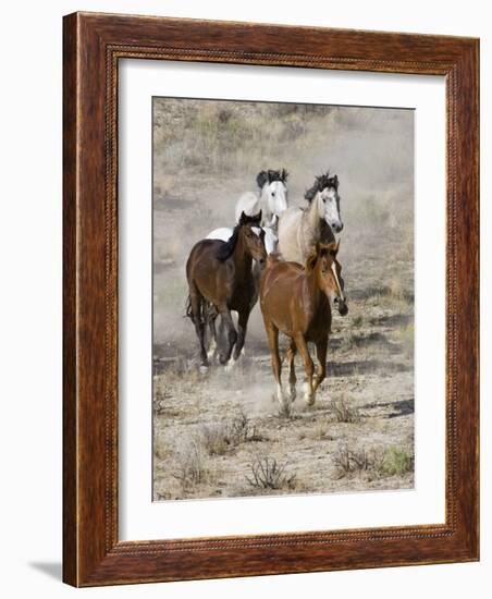 Group of Wild Horses, Cantering Across Sagebrush-Steppe, Adobe Town, Wyoming, USA-Carol Walker-Framed Photographic Print
