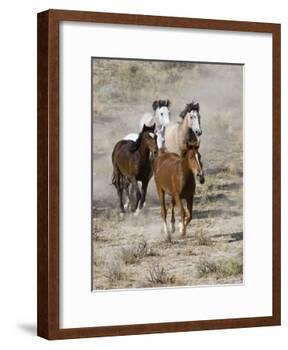Group of Wild Horses, Cantering Across Sagebrush-Steppe, Adobe Town, Wyoming, USA-Carol Walker-Framed Photographic Print