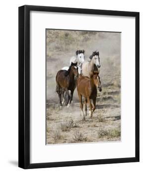 Group of Wild Horses, Cantering Across Sagebrush-Steppe, Adobe Town, Wyoming, USA-Carol Walker-Framed Photographic Print