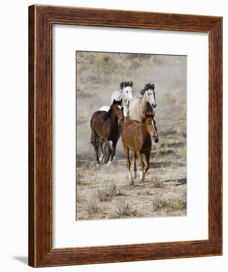 Group of Wild Horses, Cantering Across Sagebrush-Steppe, Adobe Town, Wyoming, USA-Carol Walker-Framed Photographic Print