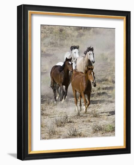 Group of Wild Horses, Cantering Across Sagebrush-Steppe, Adobe Town, Wyoming, USA-Carol Walker-Framed Photographic Print