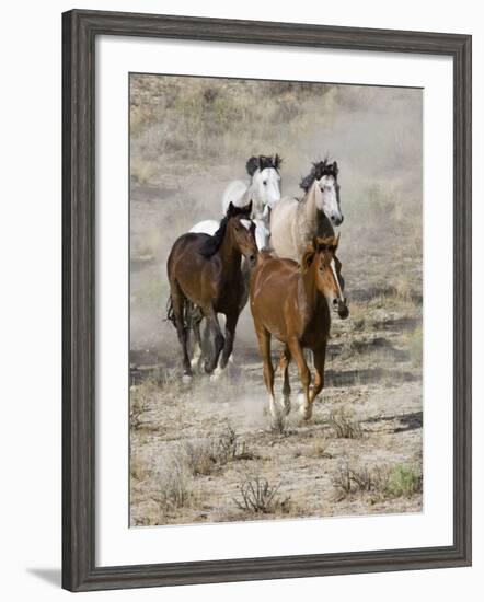 Group of Wild Horses, Cantering Across Sagebrush-Steppe, Adobe Town, Wyoming, USA-Carol Walker-Framed Photographic Print