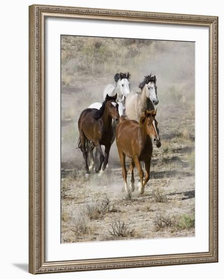 Group of Wild Horses, Cantering Across Sagebrush-Steppe, Adobe Town, Wyoming, USA-Carol Walker-Framed Photographic Print