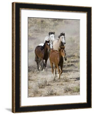 Group of Wild Horses, Cantering Across Sagebrush-Steppe, Adobe Town ...
