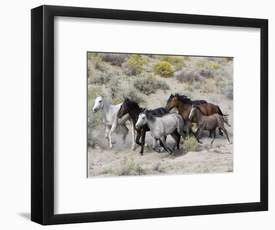 Group of Wild Horses, Cantering Across Sagebrush-Steppe, Adobe Town, Wyoming-Carol Walker-Framed Premium Photographic Print