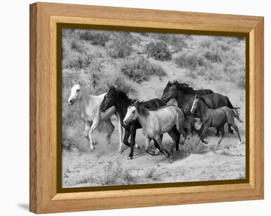 Group of Wild Horses, Cantering Across Sagebrush-Steppe, Adobe Town, Wyoming-Carol Walker-Framed Premier Image Canvas