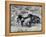 Group of Wild Horses, Cantering Across Sagebrush-Steppe, Adobe Town, Wyoming-Carol Walker-Framed Premier Image Canvas