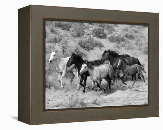 Group of Wild Horses, Cantering Across Sagebrush-Steppe, Adobe Town, Wyoming-Carol Walker-Framed Premier Image Canvas