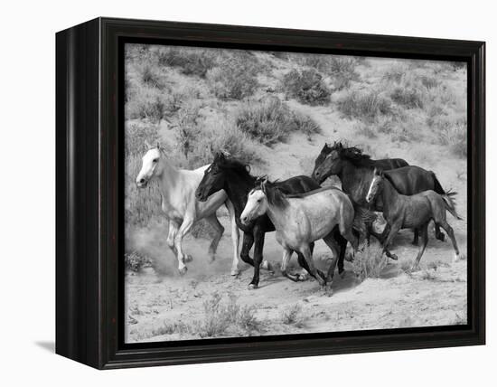 Group of Wild Horses, Cantering Across Sagebrush-Steppe, Adobe Town, Wyoming-Carol Walker-Framed Premier Image Canvas