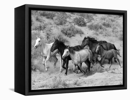 Group of Wild Horses, Cantering Across Sagebrush-Steppe, Adobe Town, Wyoming-Carol Walker-Framed Premier Image Canvas