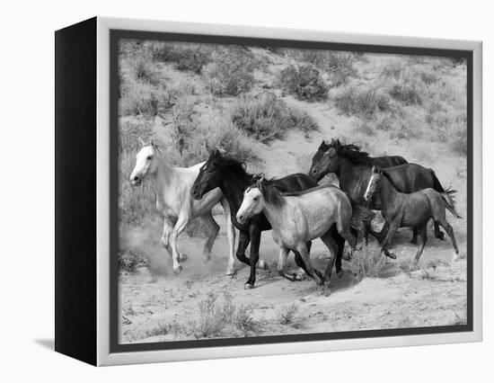 Group of Wild Horses, Cantering Across Sagebrush-Steppe, Adobe Town, Wyoming-Carol Walker-Framed Premier Image Canvas