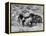 Group of Wild Horses, Cantering Across Sagebrush-Steppe, Adobe Town, Wyoming-Carol Walker-Framed Premier Image Canvas