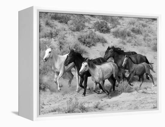 Group of Wild Horses, Cantering Across Sagebrush-Steppe, Adobe Town, Wyoming-Carol Walker-Framed Premier Image Canvas