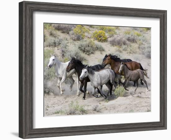 Group of Wild Horses, Cantering Across Sagebrush-Steppe, Adobe Town, Wyoming-Carol Walker-Framed Photographic Print