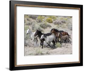 Group of Wild Horses, Cantering Across Sagebrush-Steppe, Adobe Town, Wyoming-Carol Walker-Framed Photographic Print