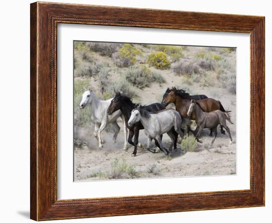 Group of Wild Horses, Cantering Across Sagebrush-Steppe, Adobe Town, Wyoming-Carol Walker-Framed Photographic Print