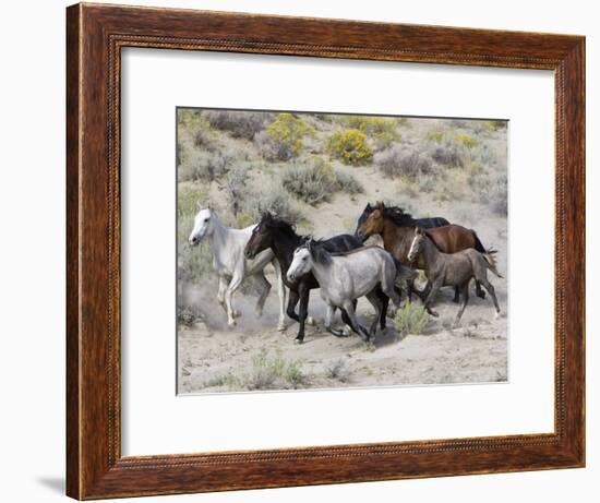 Group of Wild Horses, Cantering Across Sagebrush-Steppe, Adobe Town, Wyoming-Carol Walker-Framed Photographic Print