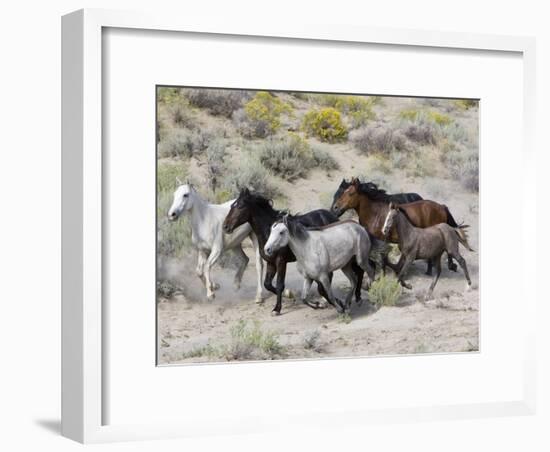 Group of Wild Horses, Cantering Across Sagebrush-Steppe, Adobe Town, Wyoming-Carol Walker-Framed Photographic Print