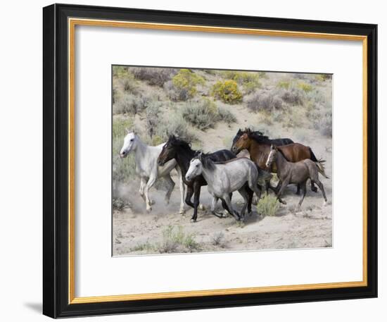 Group of Wild Horses, Cantering Across Sagebrush-Steppe, Adobe Town, Wyoming-Carol Walker-Framed Photographic Print