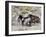 Group of Wild Horses, Cantering Across Sagebrush-Steppe, Adobe Town, Wyoming-Carol Walker-Framed Photographic Print