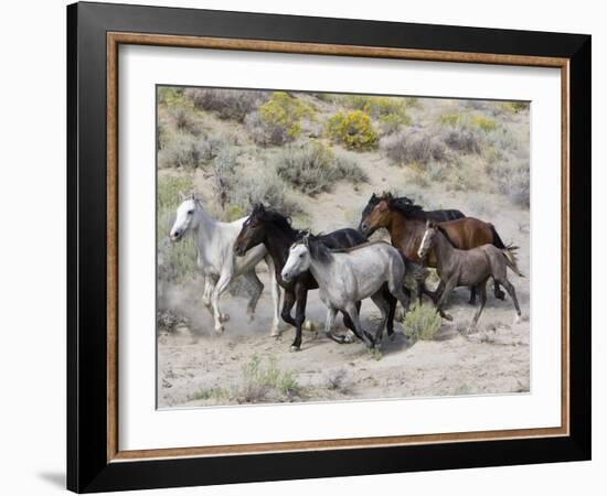 Group of Wild Horses, Cantering Across Sagebrush-Steppe, Adobe Town, Wyoming-Carol Walker-Framed Photographic Print