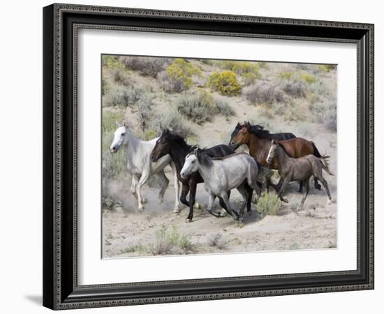 Group of Wild Horses, Cantering Across Sagebrush-Steppe, Adobe Town, Wyoming-Carol Walker-Framed Photographic Print