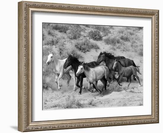 Group of Wild Horses, Cantering Across Sagebrush-Steppe, Adobe Town, Wyoming-Carol Walker-Framed Photographic Print