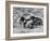 Group of Wild Horses, Cantering Across Sagebrush-Steppe, Adobe Town, Wyoming-Carol Walker-Framed Photographic Print